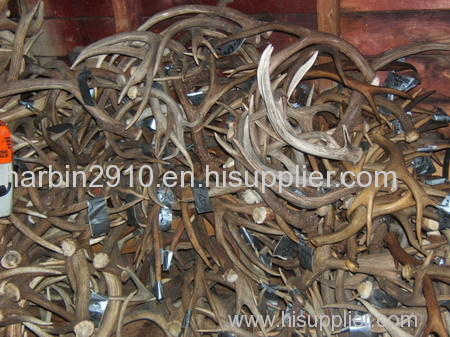 Red Deer Antler for sale