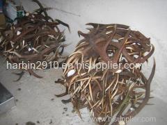 Red Deer Antler for sale