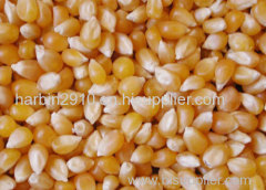 Yellow Maize Grade 1,2,3