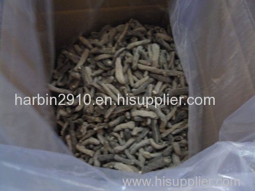 Top quality frozen and dried sea cucumber for sale