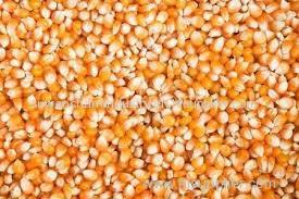 Yellow and White corn for sale