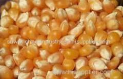 Yellow and White corn for sale