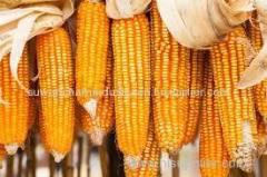 Yellow and White corn for sale