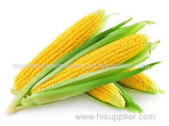 Yellow and White corn for sale