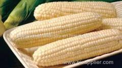 Yellow and White corn for sale