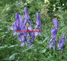 what is Aconitum napellusis?