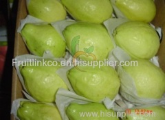 Egyptian fresh guava by fruit link