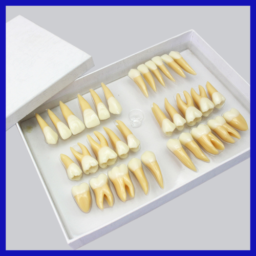 2.5 times enlarged tooth model