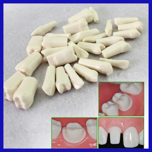 demonstration teeth and Dental Models for hospital
