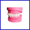 OEM service available dental acrylic teeth