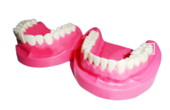 OEM service available dental acrylic teeth