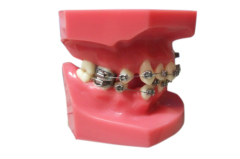 Manufacturer of 2 Layer Dental Acrylic Resin Teeth with OEM service