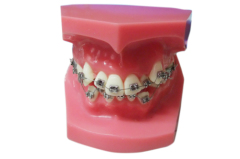 Manufacturer of 2 Layer Dental Acrylic Resin Teeth with OEM service