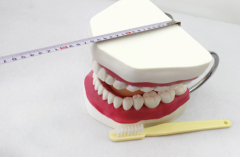 Manufacturer of 2 Layer Dental Acrylic Resin Teeth with OEM service Oral care model