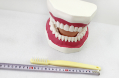 Manufacturer of 2 Layer Dental Acrylic Resin Teeth with OEM service Oral care model