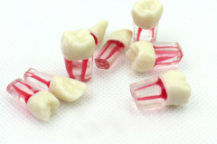 OEM service hospital acrylic denture teeth