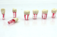 OEM service hospital acrylic denture teeth