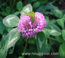 Red Clover Plant Etract.