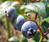 pure Bilberry Plant Extract.