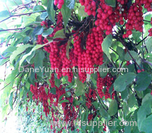 Schisandra Chinensis Plant Extract