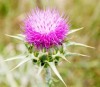 Milk Thistle Plant Extract.