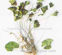 Centella Asiatica Plant Extract.