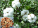 mixed fertilizer engrais with good price