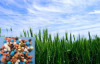 UREA fertilizer,N.P.K compound fertilizer,complex npk fertilizer,mixed fertilizer engrais,soil improvement