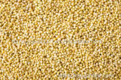 Malting Barley feed barley