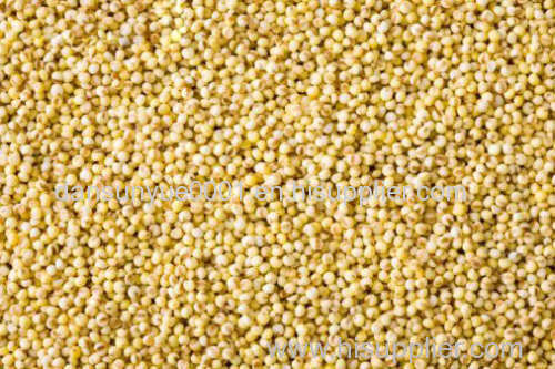 Malting Barley feed barley