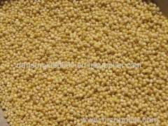 Yellow Millet Red Millet Pearl Millet highest quality millet