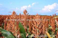 organic red sorghum Fd sorghum on sale