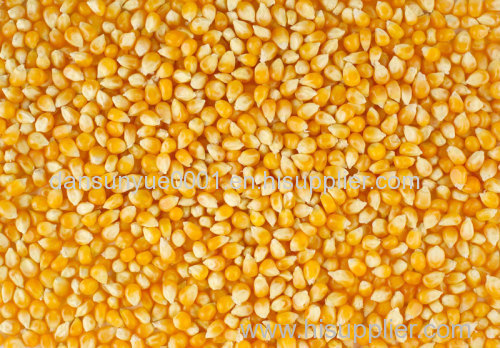 Yellow and White GMO Corn for sale