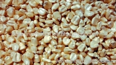 Yellow and White GMO Corn for sale