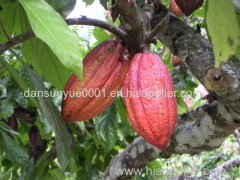 Pure Natural cocoa extract powder cocoa beans powder cocoa beans Cocoa Beans Organic