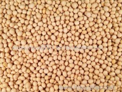 soybeans GMO and SOYBEAN without GMO