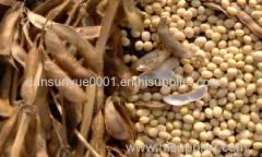 soybeans GMO and SOYBEAN without GMO