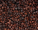 Arabica and Robusta Coffee Bean 2015 Good quality