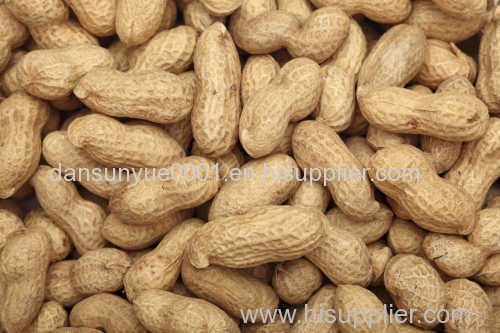 PEANUT KERNELS/BLANCHED PEANUTS ROASTED PEANUTS PUMPKIN SEEDS FRYING MACHINE FACTORY