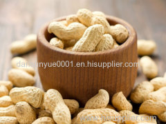 PEANUT KERNELS/BLANCHED PEANUTS ROASTED PEANUTS PUMPKIN SEEDS FRYING MACHINE FACTORY