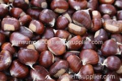 2015 New Crop of Chestnut From Factory