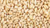 health food pine nut exporter