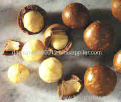 Macadamia Nuts Best Quality Macadamia Nuts Grade A Macadamia Nuts