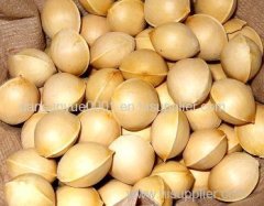 Ginkgo Nuts Best Quality Ginkgo Nuts Grade A Ginkgo Nuts