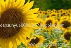 Sunflower oil Crude and Refined