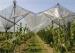 UV Stabilized Agriculture Anti-hail Net with Mesh Size 3mm x 7mm 55g Per Square Meter