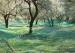 105gsm HDPE Olive Harvesting Nets For Fruit Collection Green Black Whit Multi Color for Custom