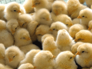 Poultry, Pig Animal Welfare Research Boosted in Australia