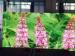 SMD3528 1R1G1B LED Screen Flexible LED Curtain Display Custom Made