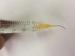 Super Viscosity Medical Sodium Hyaluronate Gel Non Cross Linked / Viscoelastic Devices